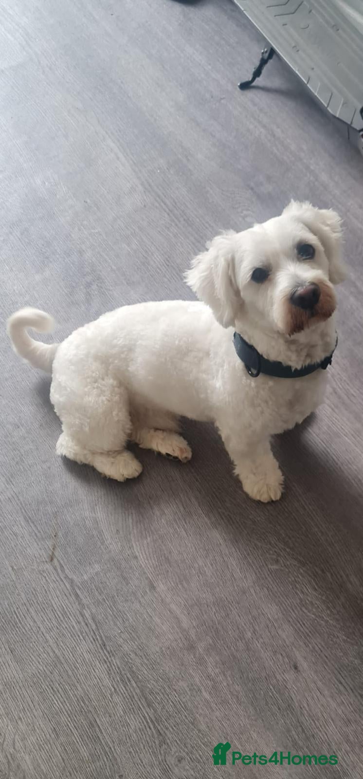 Bichon Frise dogs ❤️Adorable Bichon Frise Puppies-Tiny Clouds Of 🧡 - Advert 2