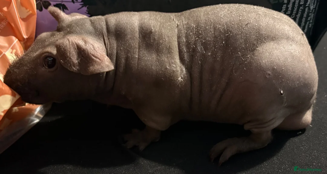 Guinea Pig rodents for sale: Male skinny pig for sale in Cwmbran - Advert 2