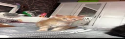 Maine Coon cats for sale: BEAUTIFUL MAINE COON KITTENS LOOKING FOR NEW HOME - Advert 11