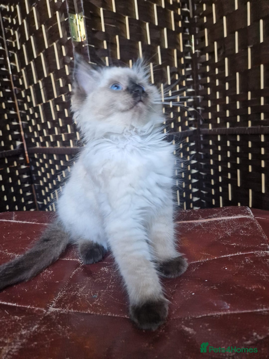 Ragdoll cats for sale: 1 Ragdoll girl left looking for a loving home  - Image 31