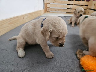 Golden Retriever Puppy 4