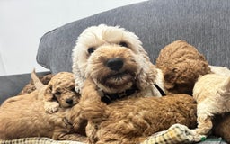 Cockapoo dogs for sale: BEAUTIFUL F1B COCKAPOO PUPS - Image 16
