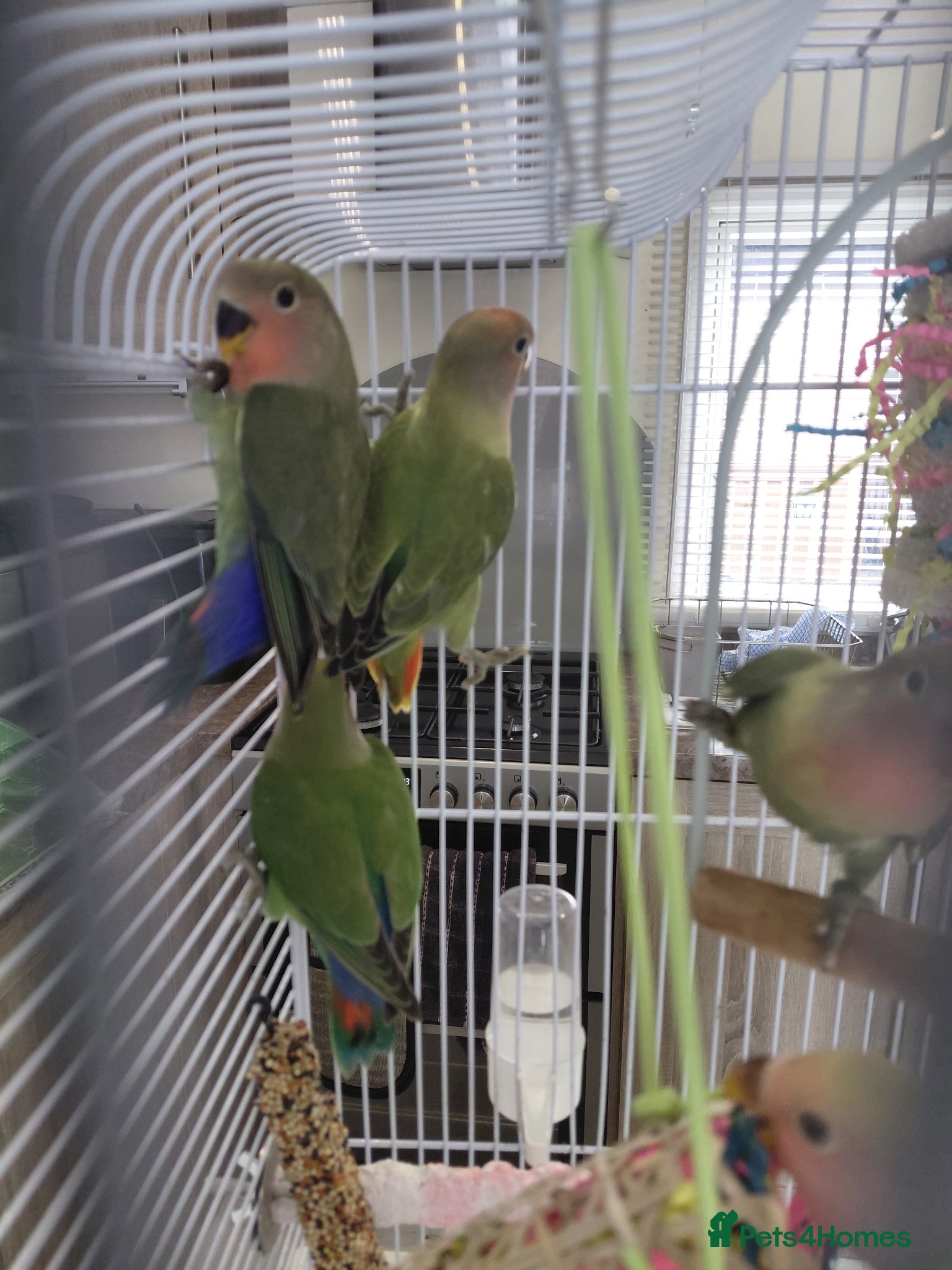 Lovebirds birds 5 baby lovebirds for sale - Advert 15