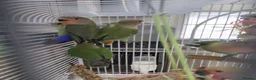 Lovebirds birds for sale: 5 baby lovebirds for sale - Advert 3