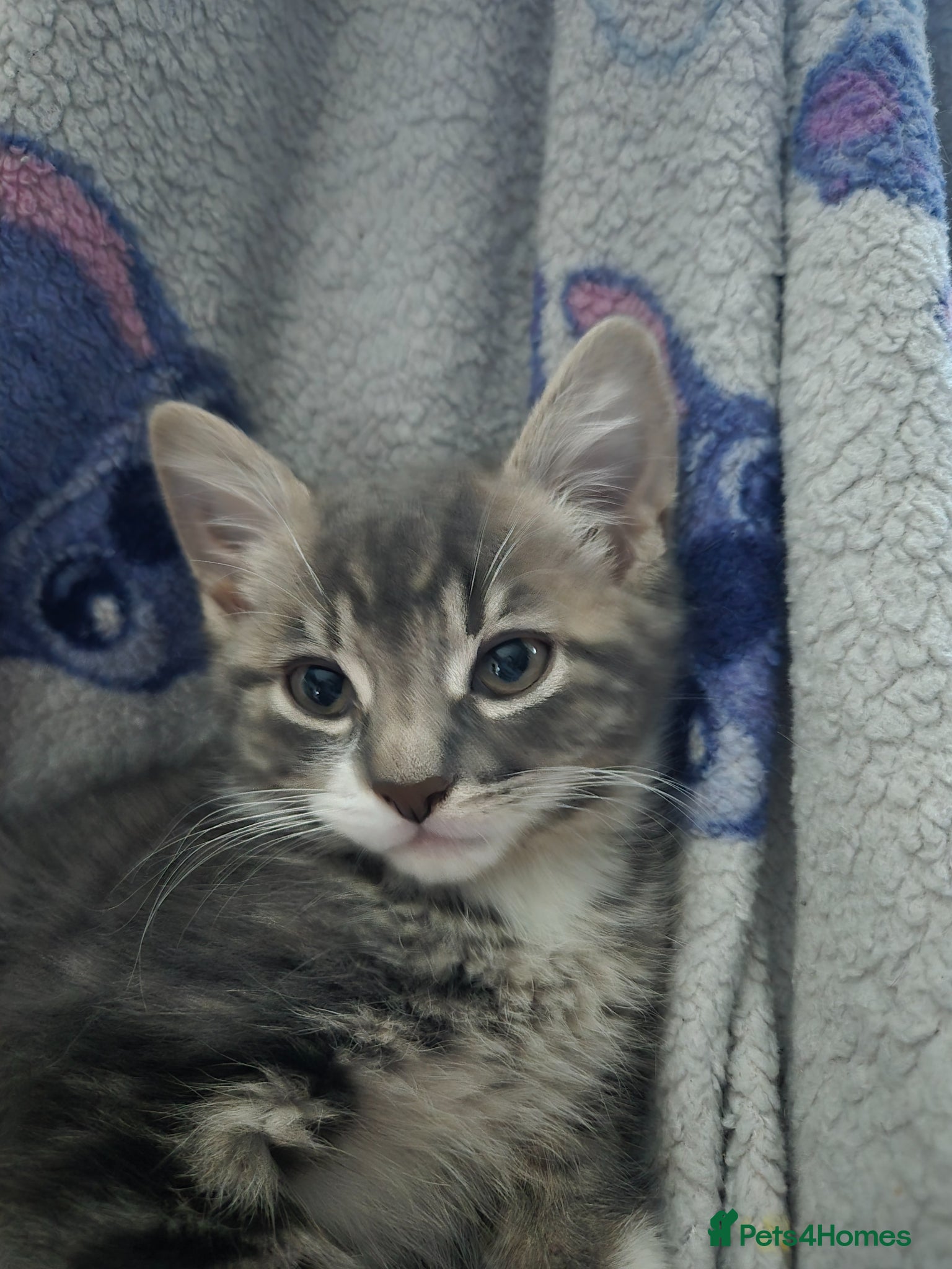 Mixed Breed cats Half bengal - Advert 17