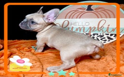 French Bulldog dogs for sale: Hello Pumpkin KC Frenchie Bulldogs A* Ready Soon! - Image 18