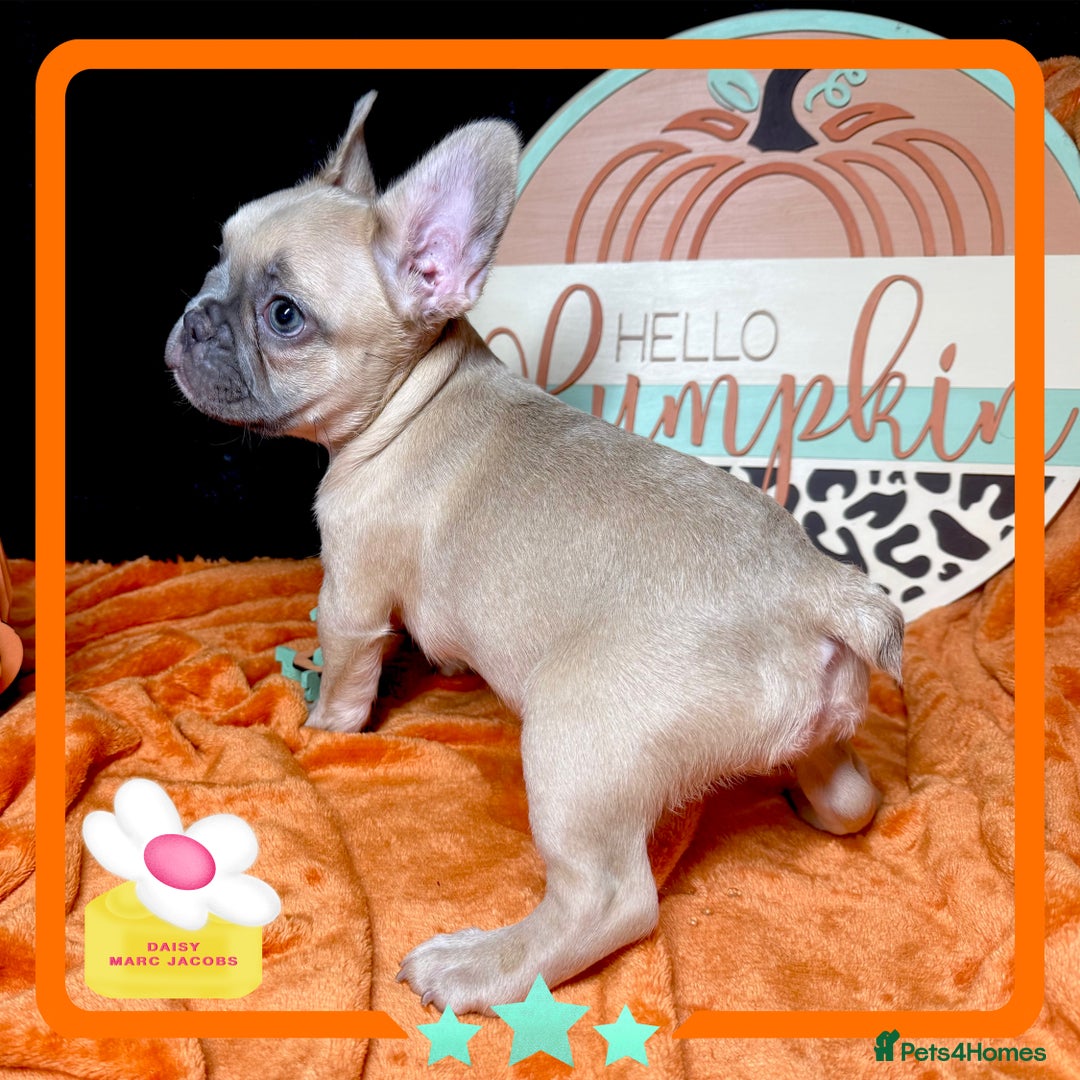 French Bulldog dogs for sale: Hello Pumpkin KC Frenchie Bulldogs A* Ready Soon! - Image 18