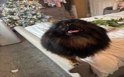 Pomeranian dogs for sale: 1.5 year old female Russian Pomeranian  - Image 12