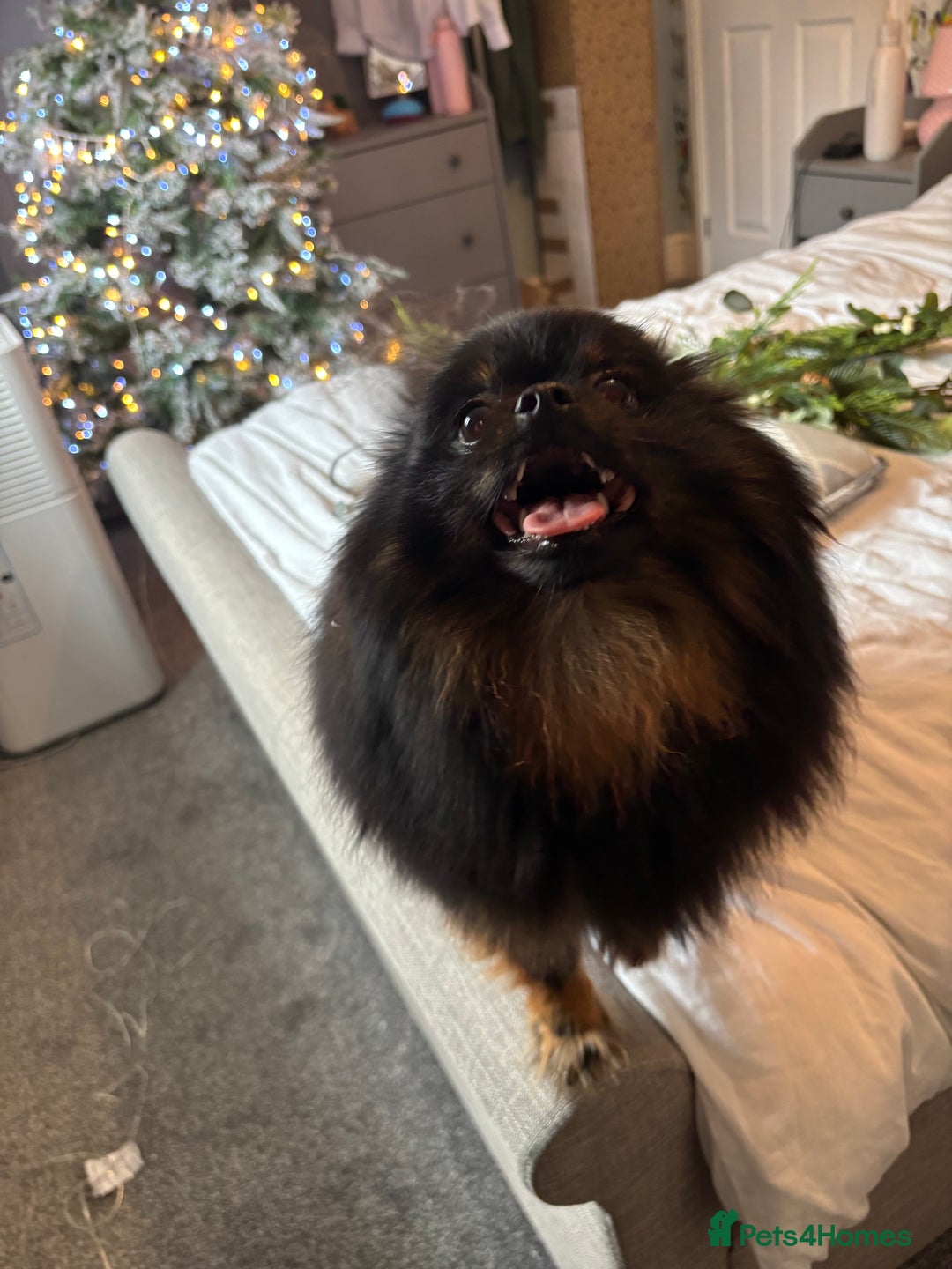 Pomeranian dogs for sale: 1.5 year old female Russian Pomeranian  - Image 12