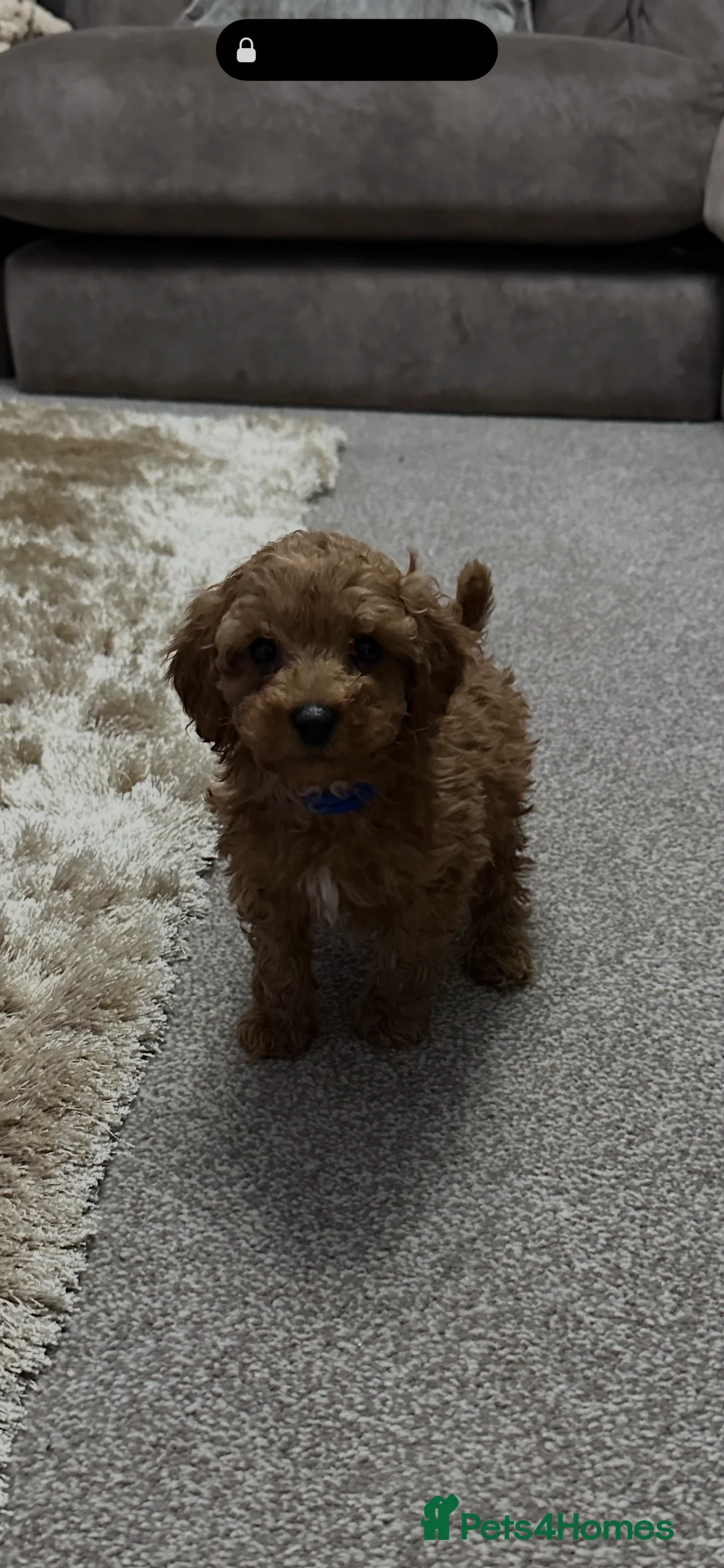 Toy Poodle dogs for sale: Toypoodle💙champion bloodline,kc,dna clear parent  - Advert 2