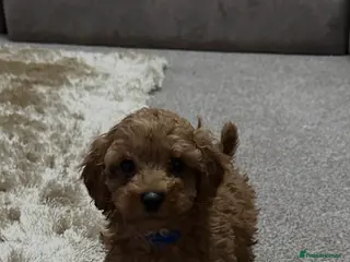 Toy Poodle dogs Toypoodle💙champion bloodline,kc,dna clear parent - Advert 13