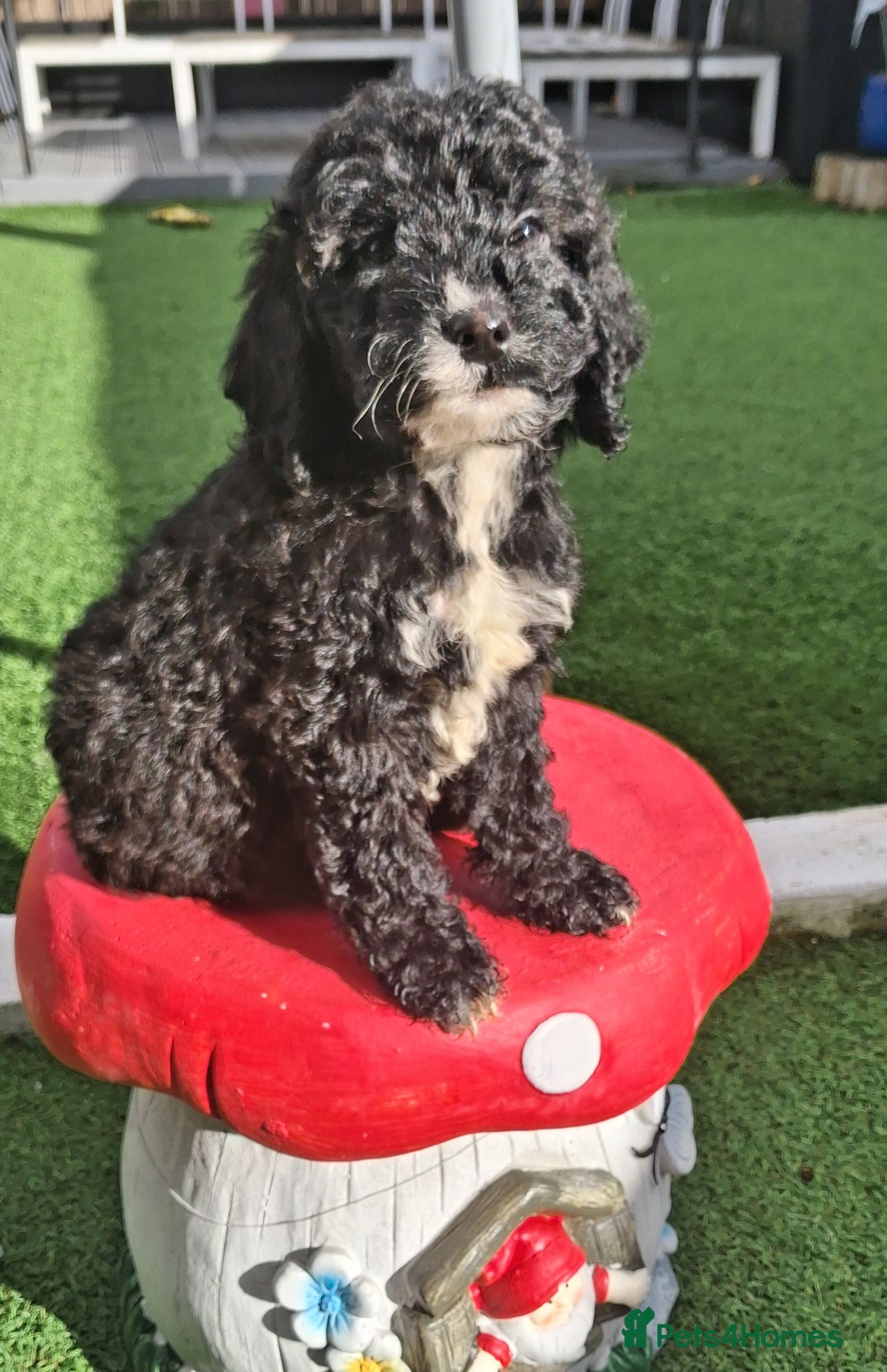 Cockapoo dogs for sale: ** LAST ADORABLE CURLY BLACK & WHITE COCKAPOOS **  - Advert 12