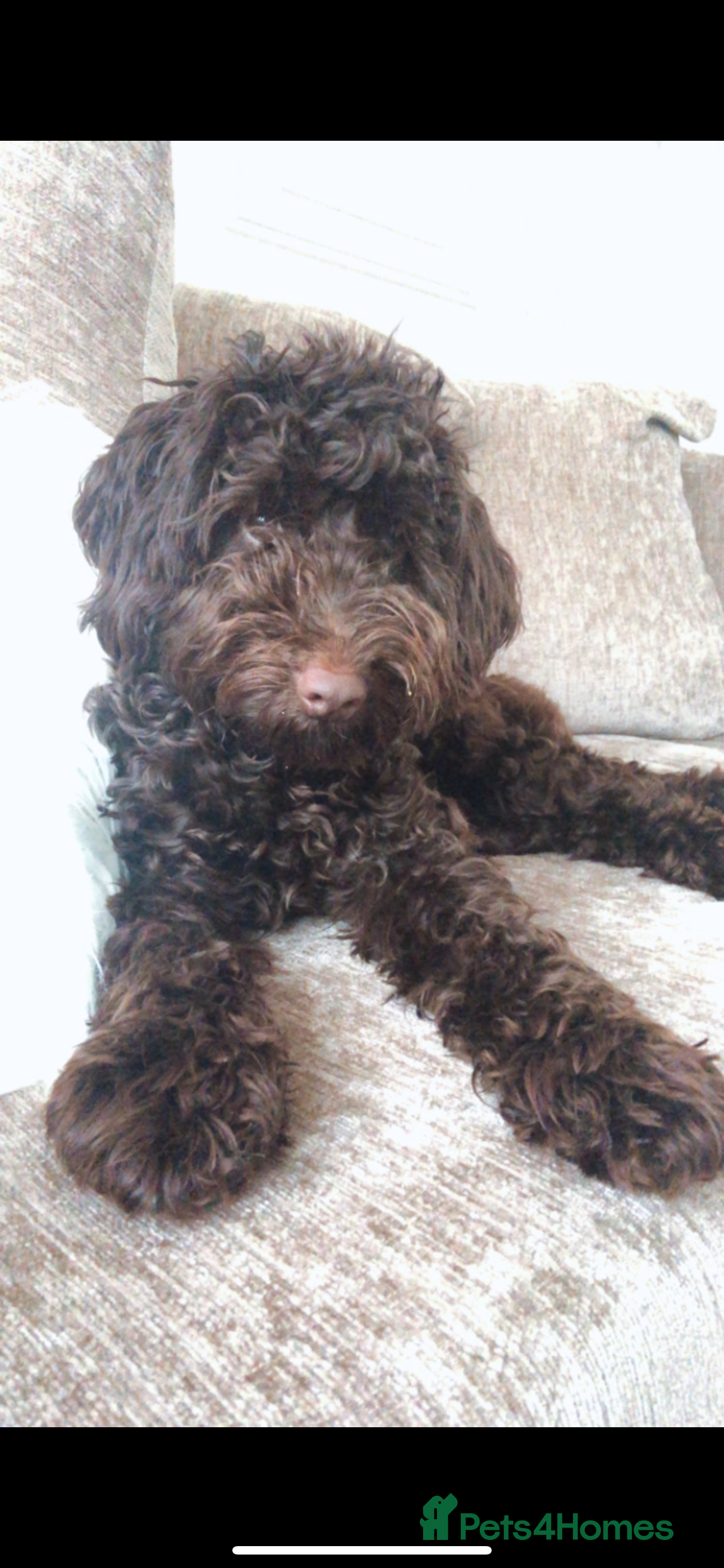 Cockapoo dogs COCKAPOO STUD PROVEN .  - Advert 17