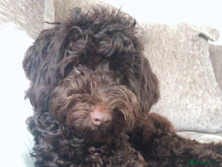 Cockapoo dogs COCKAPOO STUD PROVEN . - Advert 17