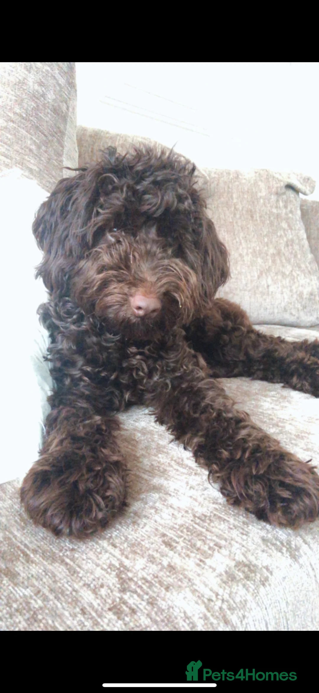 Cockapoo dogs for stud: COCKAPOO STUD PROVEN .  - Advert 1