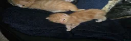 Mixed Breed cats for sale: Two friendly boys looking for a forever home in London - Advert 3