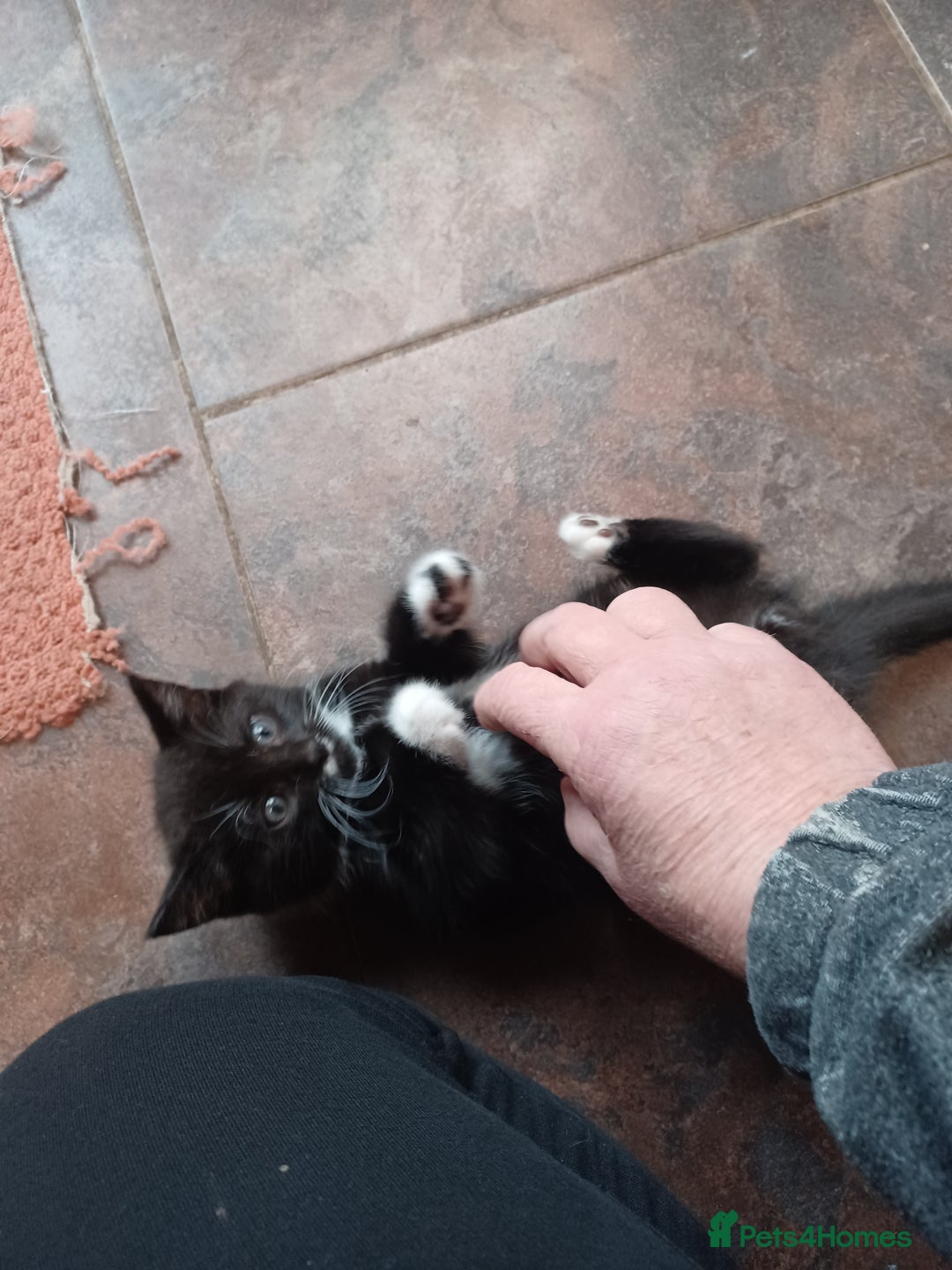 Mixed Breed cats for sale: Adorable cuddly kittens - Advert 13