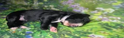 Mixed Breed dogs for sale: Field spaniel cross puppies kc Activity registered in Irvine - Advert 14