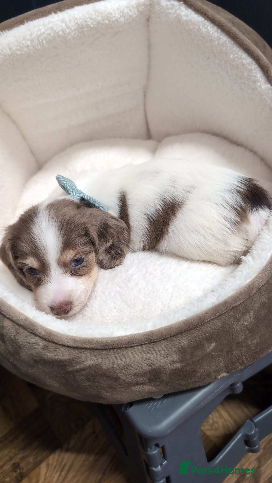 Miniature Dachshund dogs Kc registered Longhaired miniature dachshunds  - Advert 1