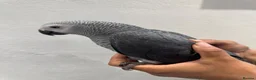 Parakeets birds for sale: African Grey Baby Hand-Reared with Cage - Advert 1
