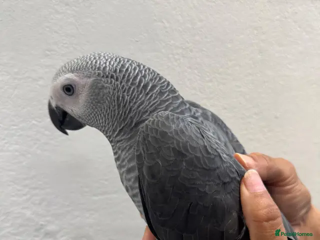 Parakeets birds for sale: African Grey Baby Hand-Reared with Cage - Advert 6