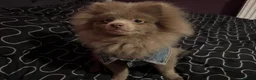 Pomeranian dogs for sale: Antonio / Tonio - Advert 11