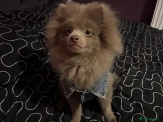 Pomeranian dogs Antonio - Advert 17