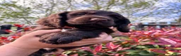 Cocker Spaniel dogs for sale: Last Working cocker Available RKC - Ready Now  - Advert 14