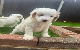 Mixed Breed dogs for sale: 👑 Superb Rare Health Tested Cockadoodledoo Pups - Image 23