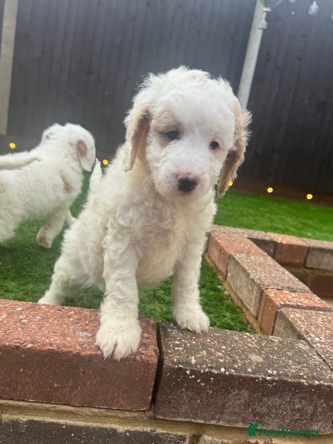 Mixed Breed dogs for sale: 👑 Superb Rare Health Tested Cockadoodledoo Pups - Image 23