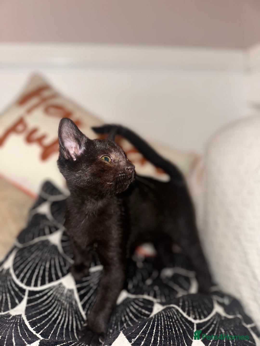 Mixed Breed cats for sale: Tabby and black kittens  - Advert 24