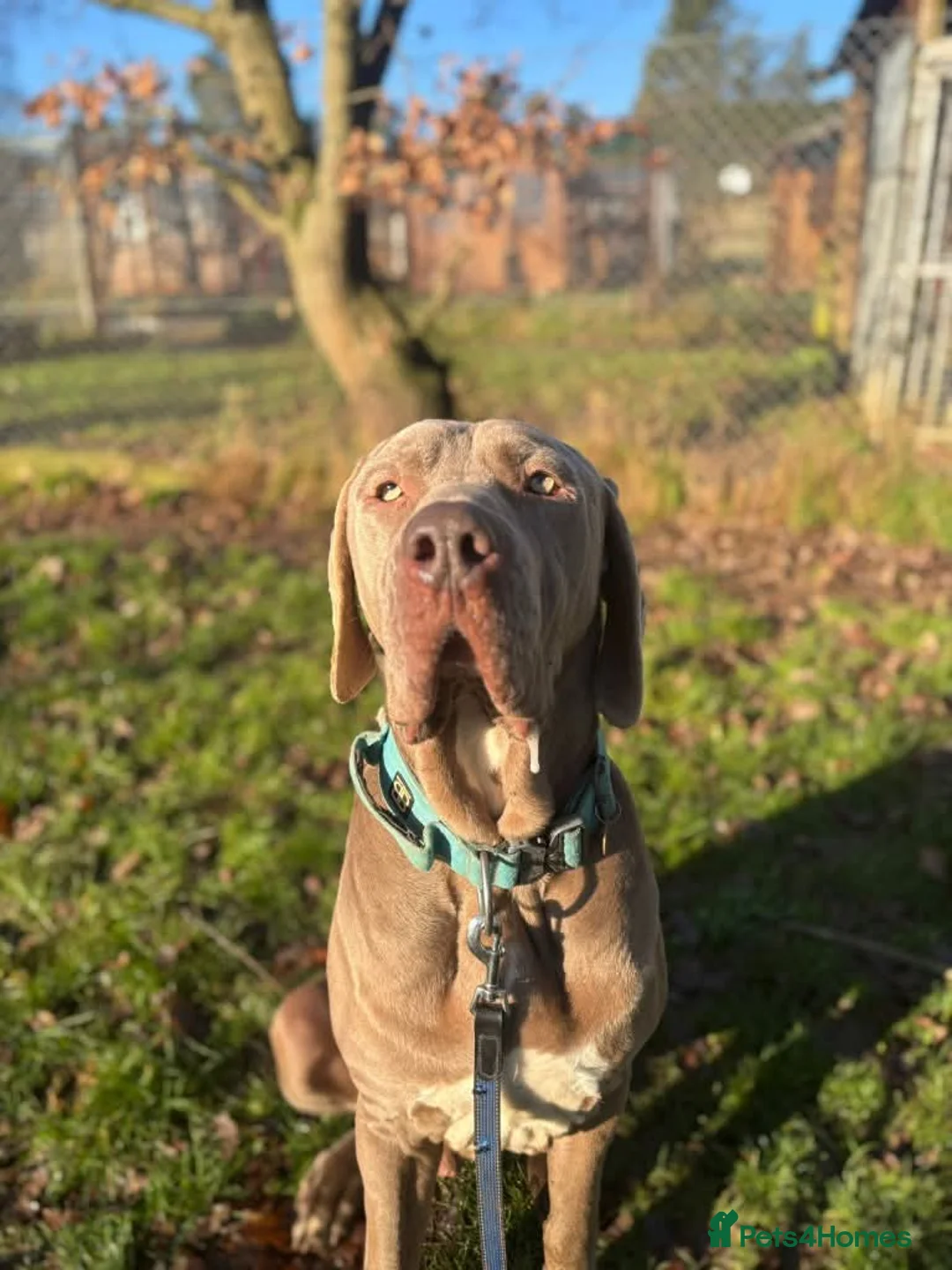 Weimaraner dogs for adoption: Meet Bruno, currently residing in Surrey - Advert 11
