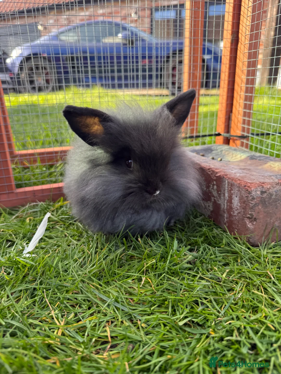 Mixed Breed rabbits for sale: Lion lop 8 week old rabbits for sale  - Advert 2