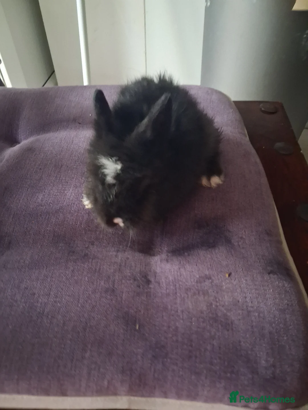 Lionhead rabbits for sale: 🐰 Beautiful Lionhead Rabbits for Sale 🐰 - Advert 6