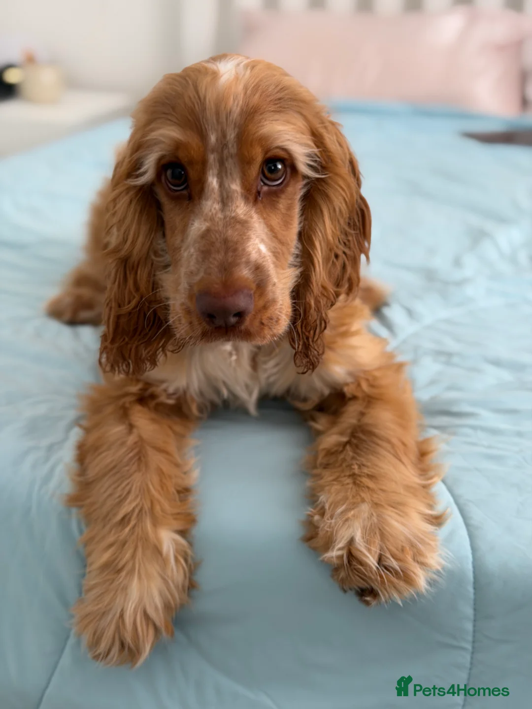 Cocker Spaniel dogs for sale: 8-Month-Old Golden Cocker Spaniel – Frank 💛 - Advert 1