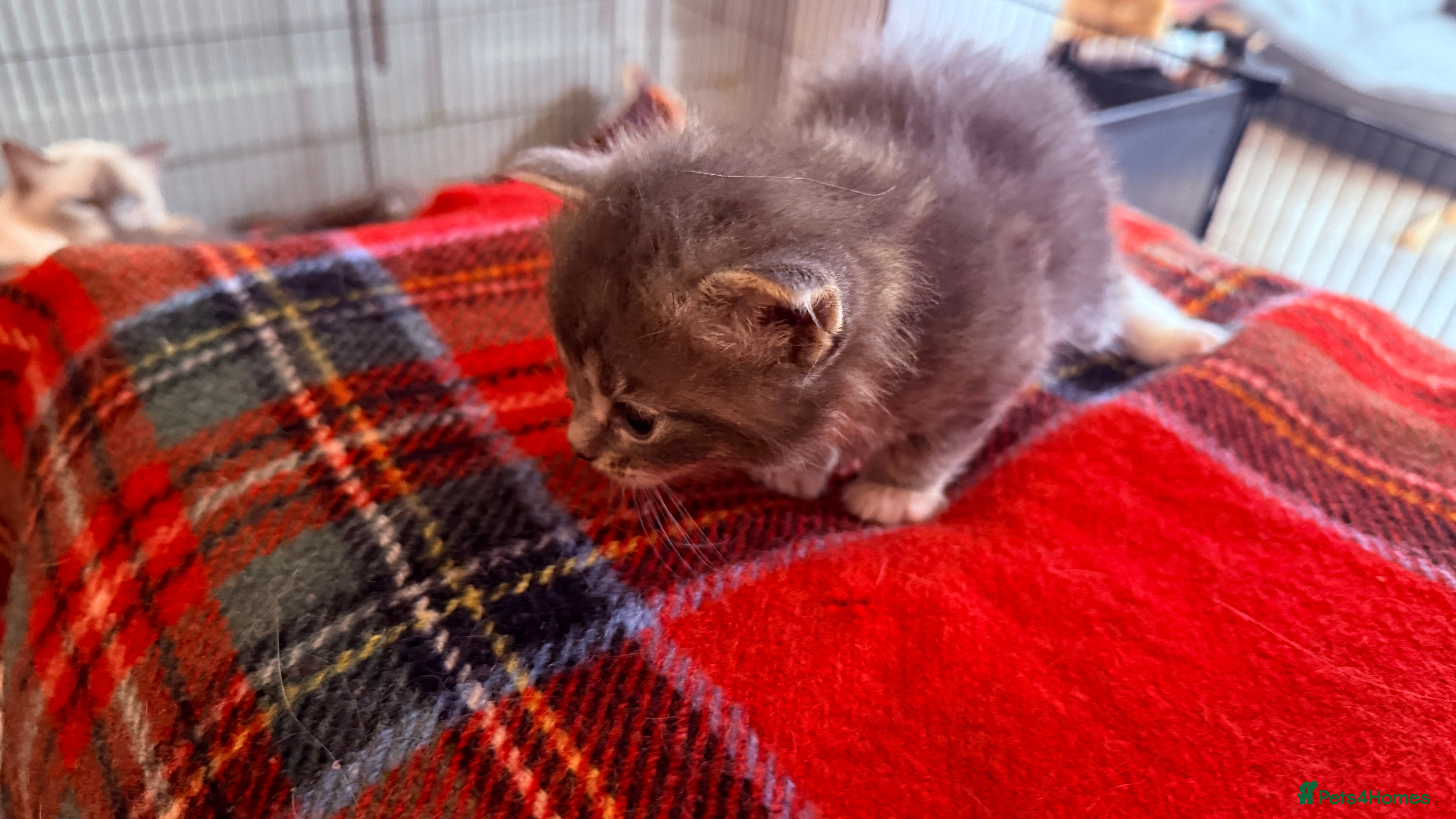 Ragcoon cats for sale: Gorgeous, fluffy litter of 6 RagCoon Kittens - Advert 10
