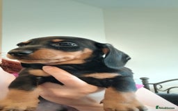 Dachshund dogs for sale: Mini dachshund  - Image 5