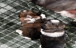 Lhasa Apso dogs for sale: 6 beautiful Lhasa Apso puppies - Image 9