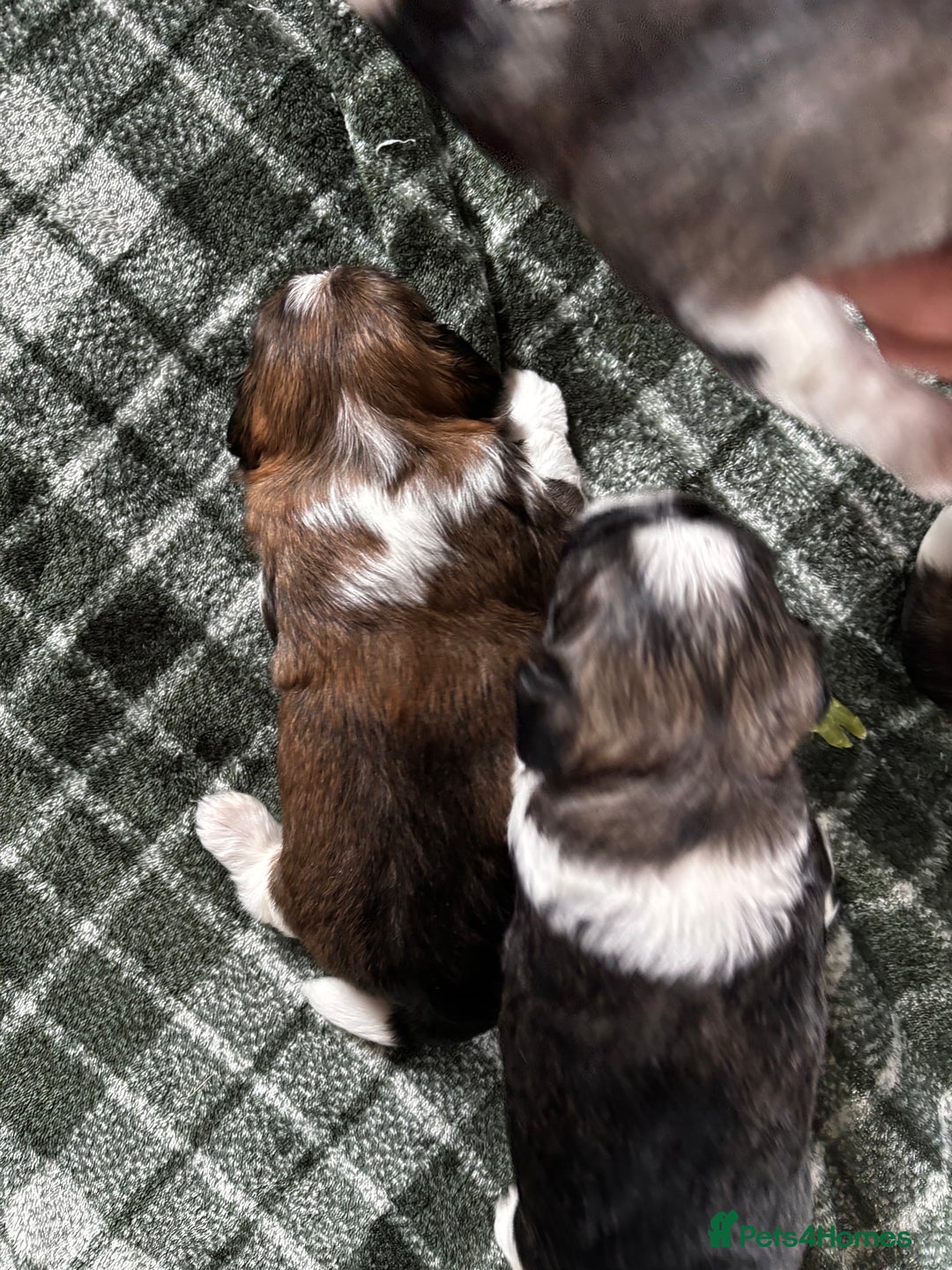 Lhasa Apso dogs for sale: 6 beautiful Lhasa Apso puppies - Image 9