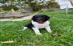 Sprollie dogs for sale: Beautiful Sprollie Puppies for sale - Image 3