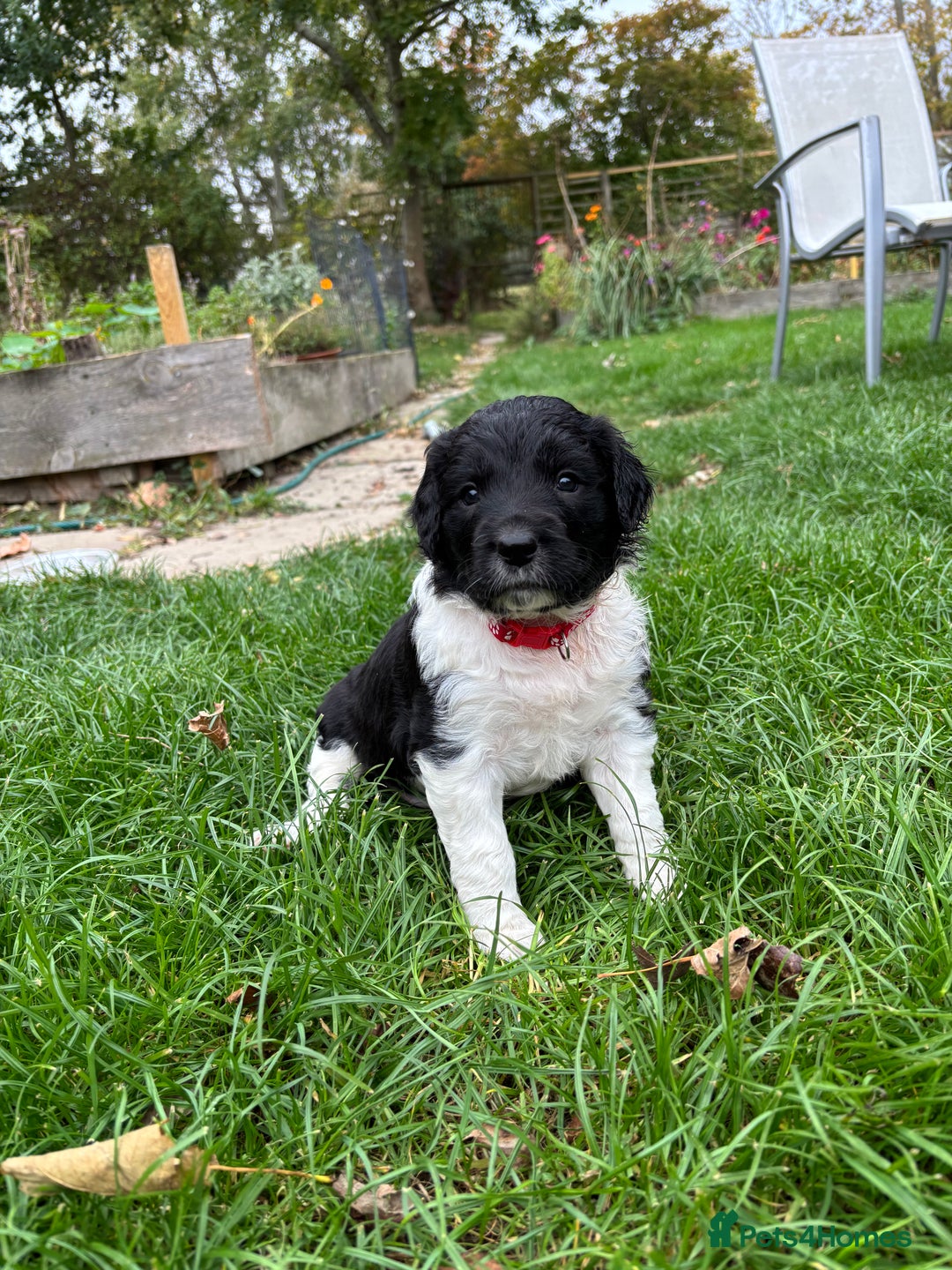 Sprollie dogs for sale: Beautiful Sprollie Puppies for sale - Image 3