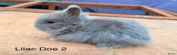 Lionhead rabbits for sale: Pure Bred Double Mane Lionhead Bunnies  in Nuneaton - Advert 5