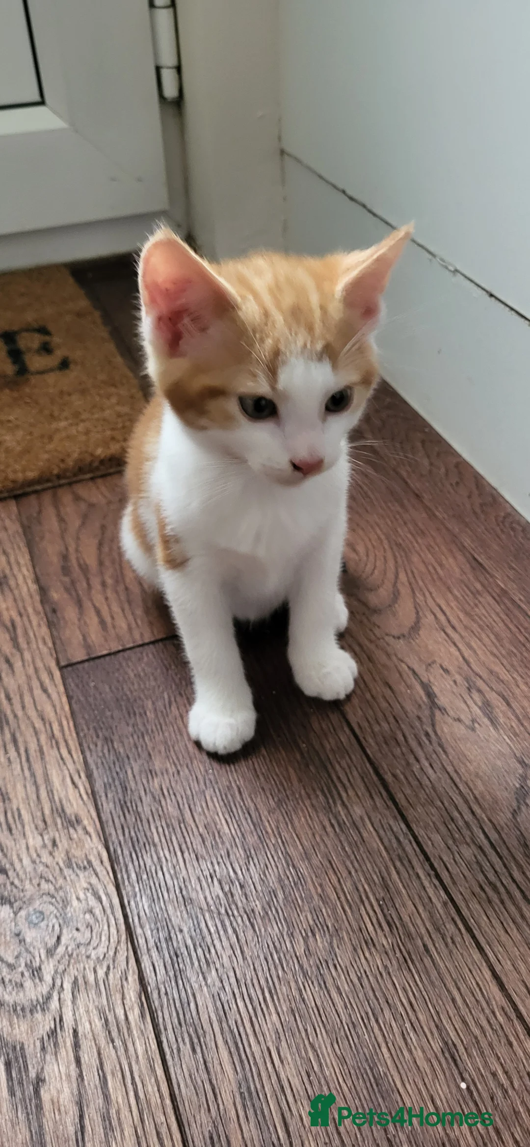 European cats for sale: Beautiful kitten looking good a home - Advert 2