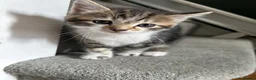 Mixed Breed cats for sale: 4 beautiful kittens for sale - Advert 2