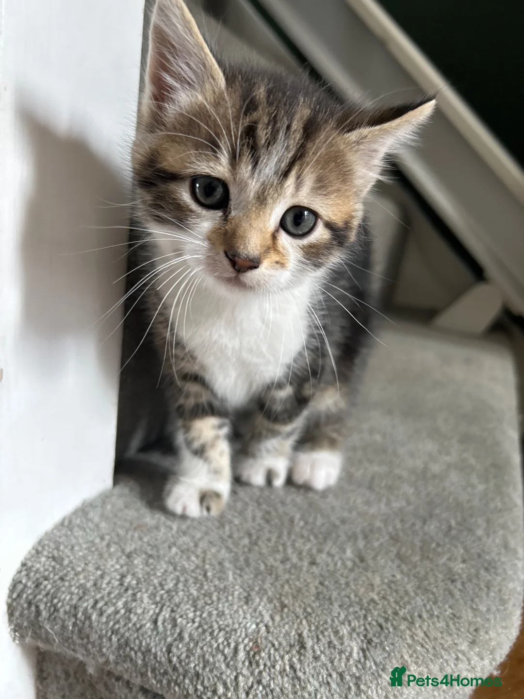 Mixed Breed cats for sale: 4 beautiful kittens for sale - Advert 2