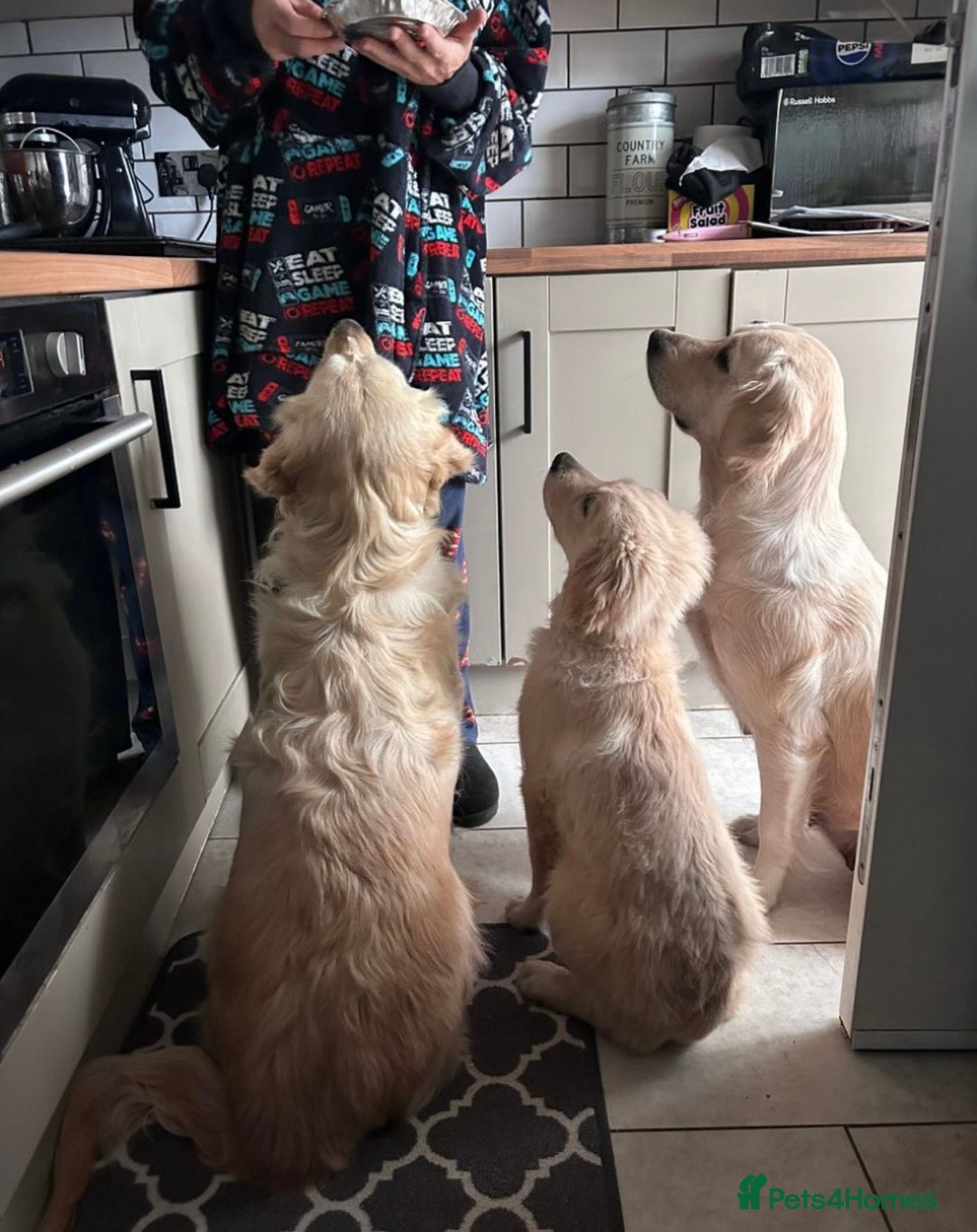 Golden Retriever dogs for sale: Golden Retrievers, Stunning Litter , Certificates  - Advert 31