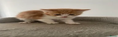 Turkish Angora 2