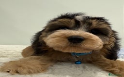 Cockapoo dogs for sale: Stunning sable, roan, parti f1. Full dna clear  - Image 2