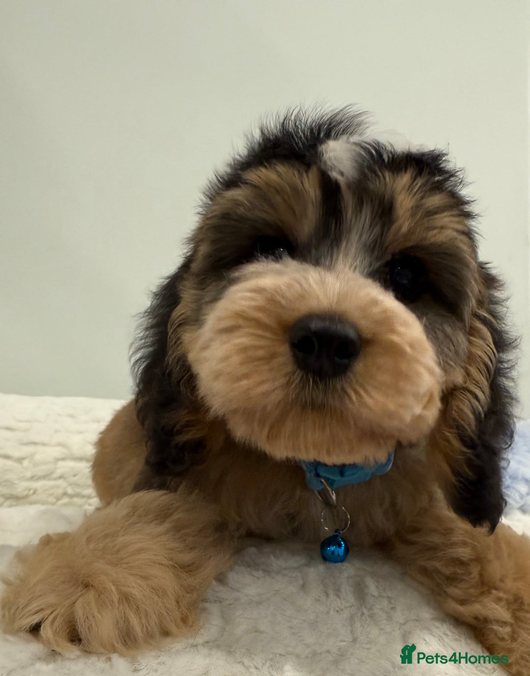 Cockapoo dogs for sale: Stunning sable, roan, parti f1. Full dna clear  - Image 2