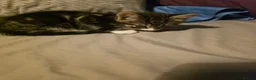 Mixed Breed cats for sale: Mixed tabby and long hair - Advert 10